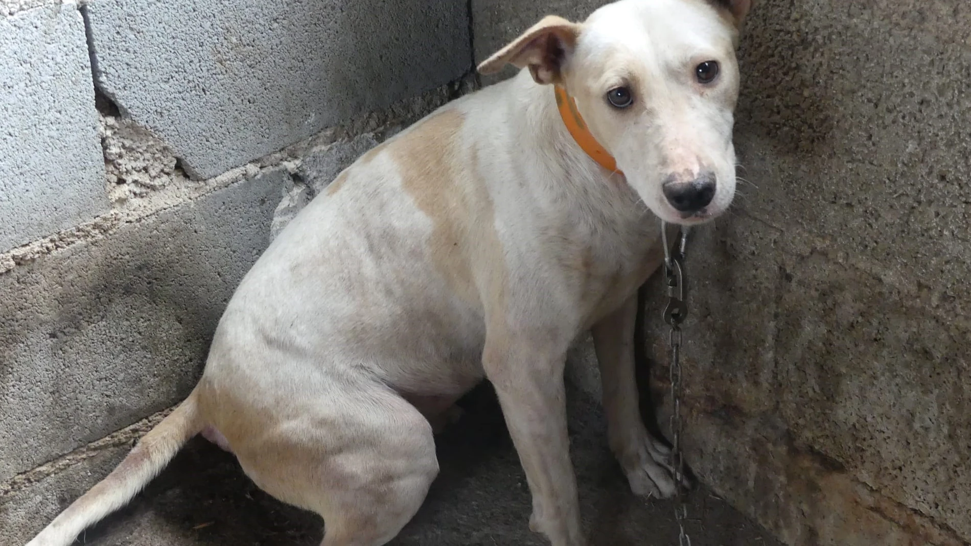 Un perro maltratado
