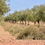 La masa forestal, los restos de poda, la maleza o los purines ganaderos son algunos de los residuos del campo que se pueden aprovechar