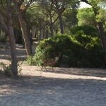Ciervo en Doñana, muy próximo a Sanlúcar de Barrameda