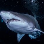 Tiburón Toro