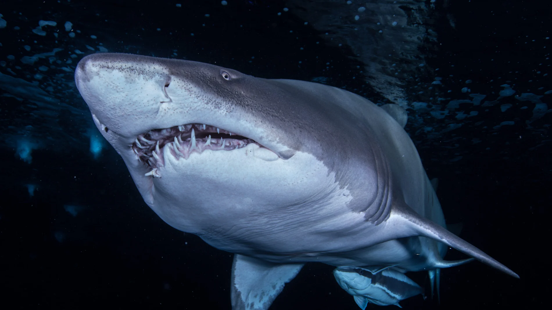 Tiburón Toro