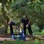 La campaña de aguacate en la provincia de Málaga ha sido una de las más afectadas por la falta de agua