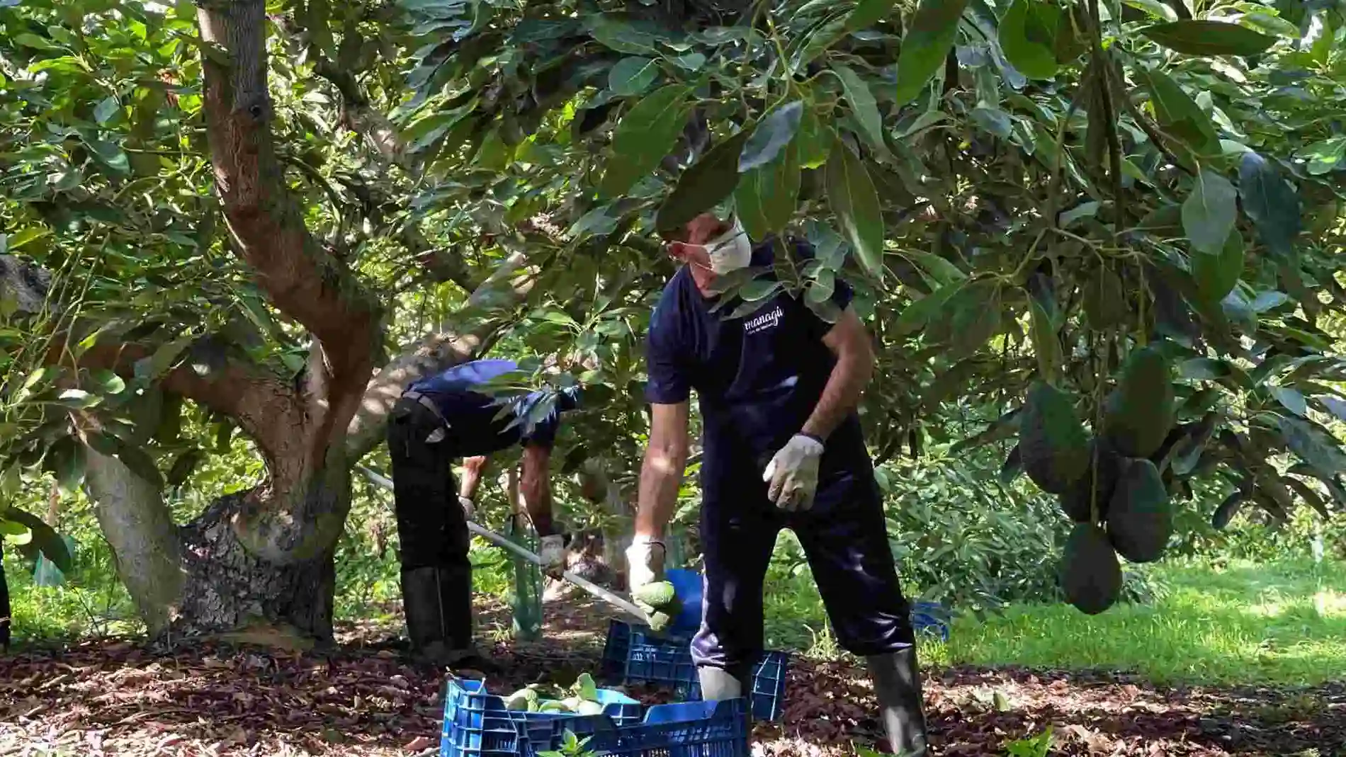 La campaña de aguacate en la provincia de Málaga ha sido una de las más afectadas por la falta de agua