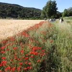 Vista de un cultivo con flores en la franja de terreno que lo bordea