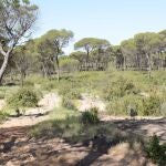 UNEI apoya a Plant for the Planet en la reforestación del entorno de Doñaña afectado por el incendio de 2017. UNEI