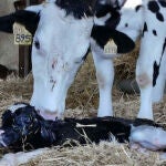 El sacrificio continuo de cabezas de ganado y los recortes en la producción y comercialización de leche marcan desde hace meses al sector