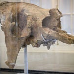 Fotografía del fósil de un cráneo de un perezoso gigante hallado en Uruguay, el 23 de septiembre de 2022, en Montevideo (Uruguay).