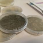 Placas con cultivos de hongos, en un laboratorio del CNM