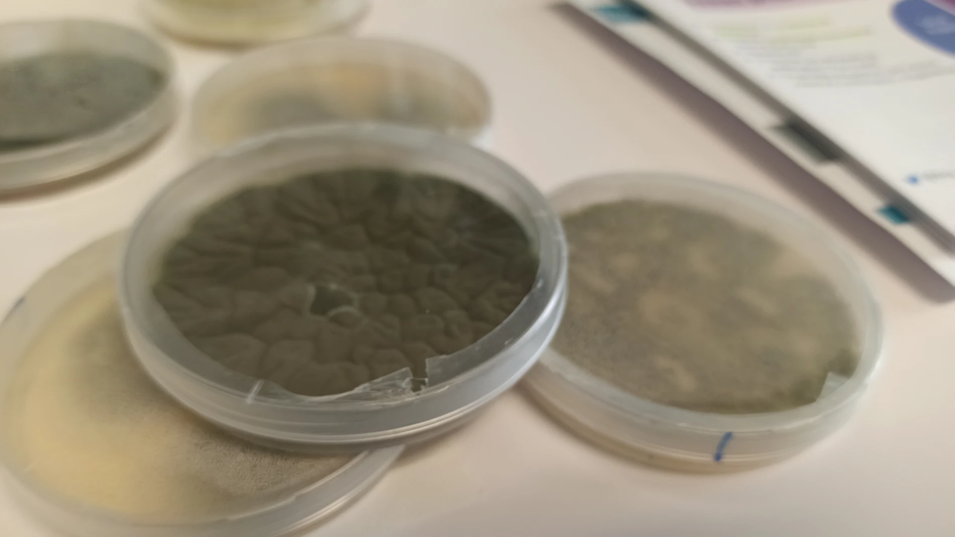 Placas con cultivos de hongos, en un laboratorio del CNM