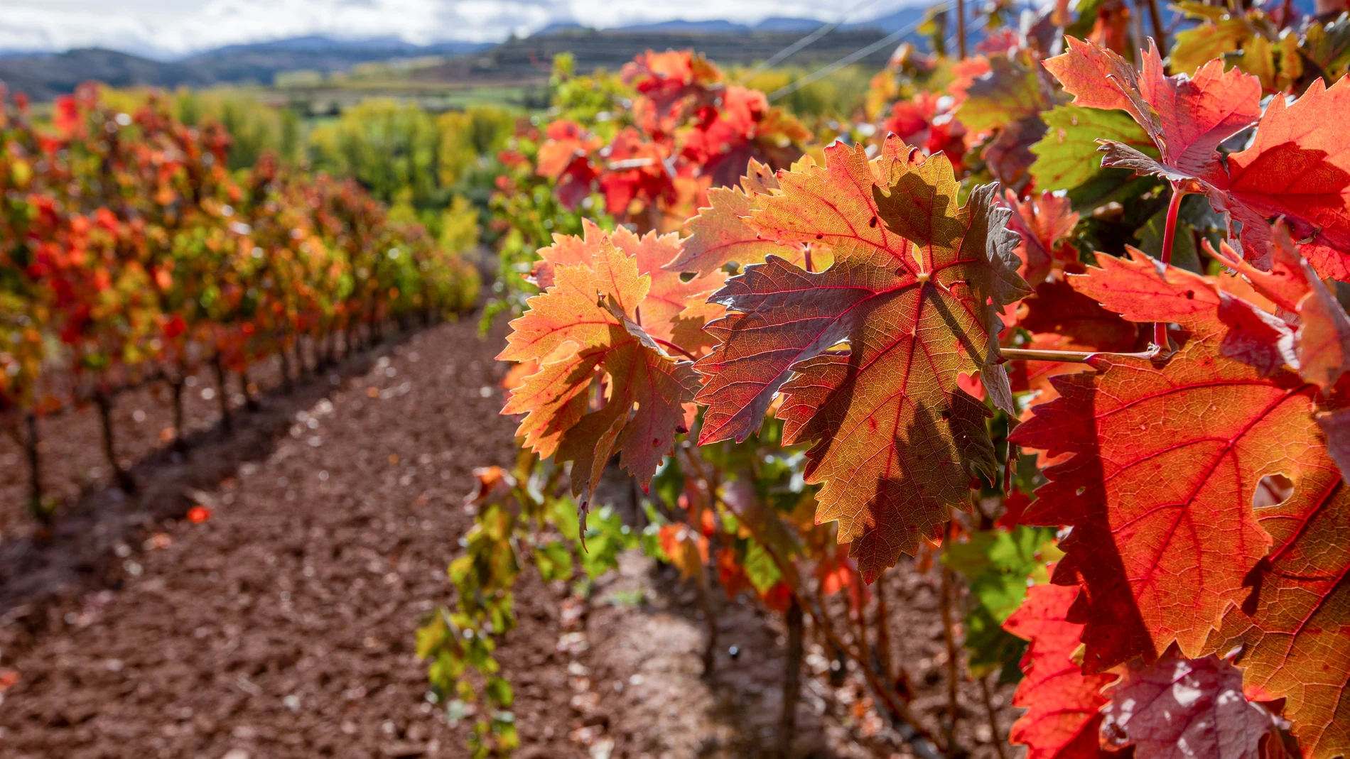 Explosión de colores ocres y rojizos que se adueñan de los viñedos de La Rioja