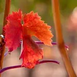 BADARÁN (La Rioja) 25/10/2022.- Explosión de colores ocres y rojizos que se adueñan de los viñedos de La Rioja como muestran estas hojas de viña en la localidad riojana de Badarán, este martes. EFE/Raquel Manzanares