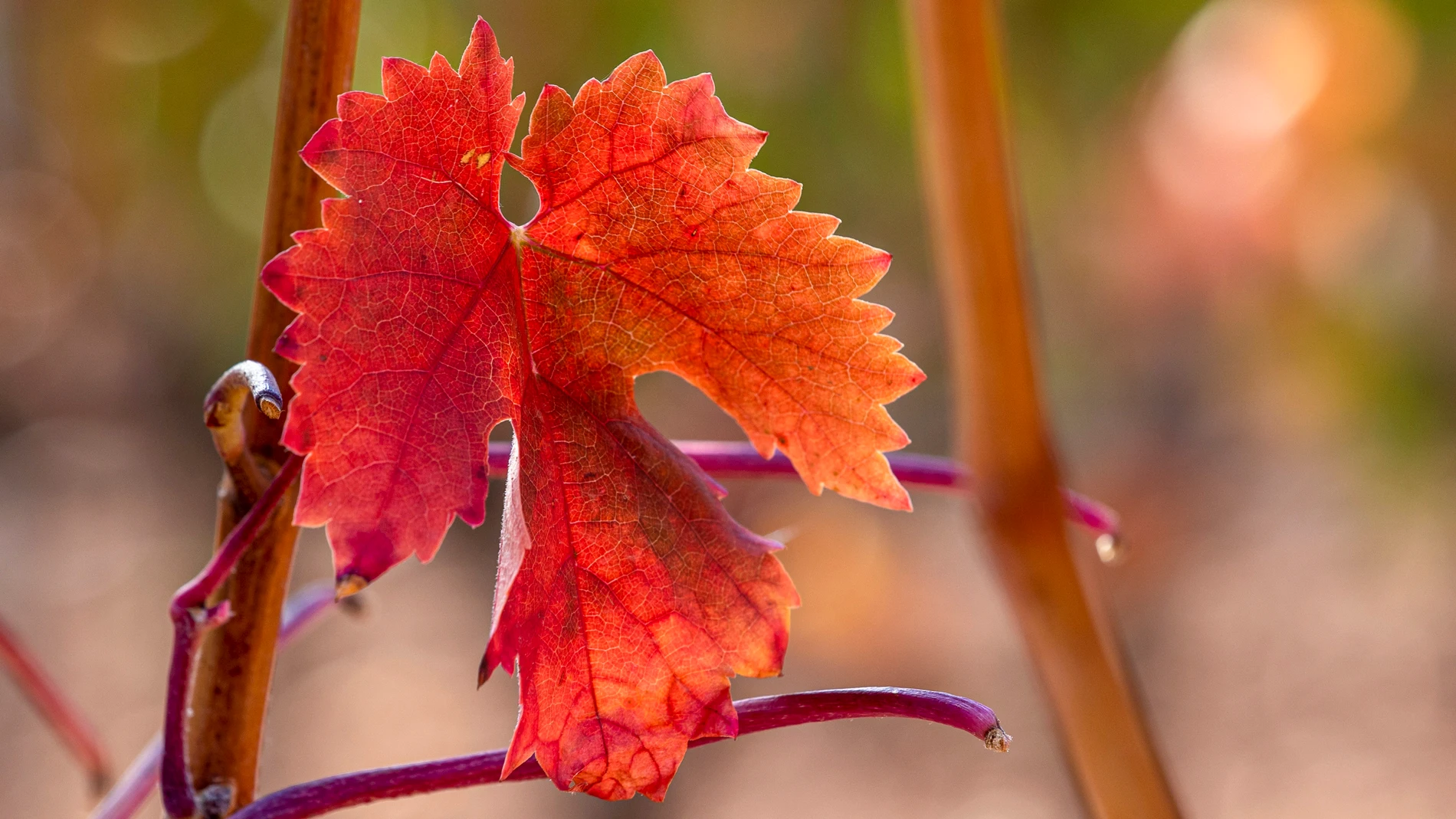 BADARÁN (La Rioja) 25/10/2022.- Explosión de colores ocres y rojizos que se adueñan de los viñedos de La Rioja como muestran estas hojas de viña en la localidad riojana de Badarán, este martes. EFE/Raquel Manzanares