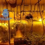 Operación contra la plantación de marihuana indoor en las Tres Mil Viviendas de Sevilla. POLICIA NACIONAL