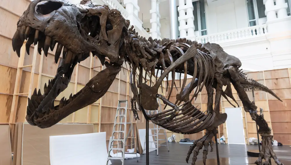 El Tiranosauri, preparado para su subasta