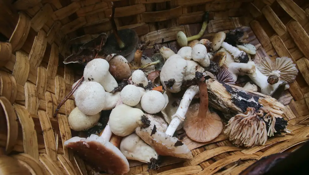 Cesta con setas recién cogidas en el Parque del Río Rato