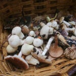 Cesta con setas recién cogidas en el Parque del Río Rato