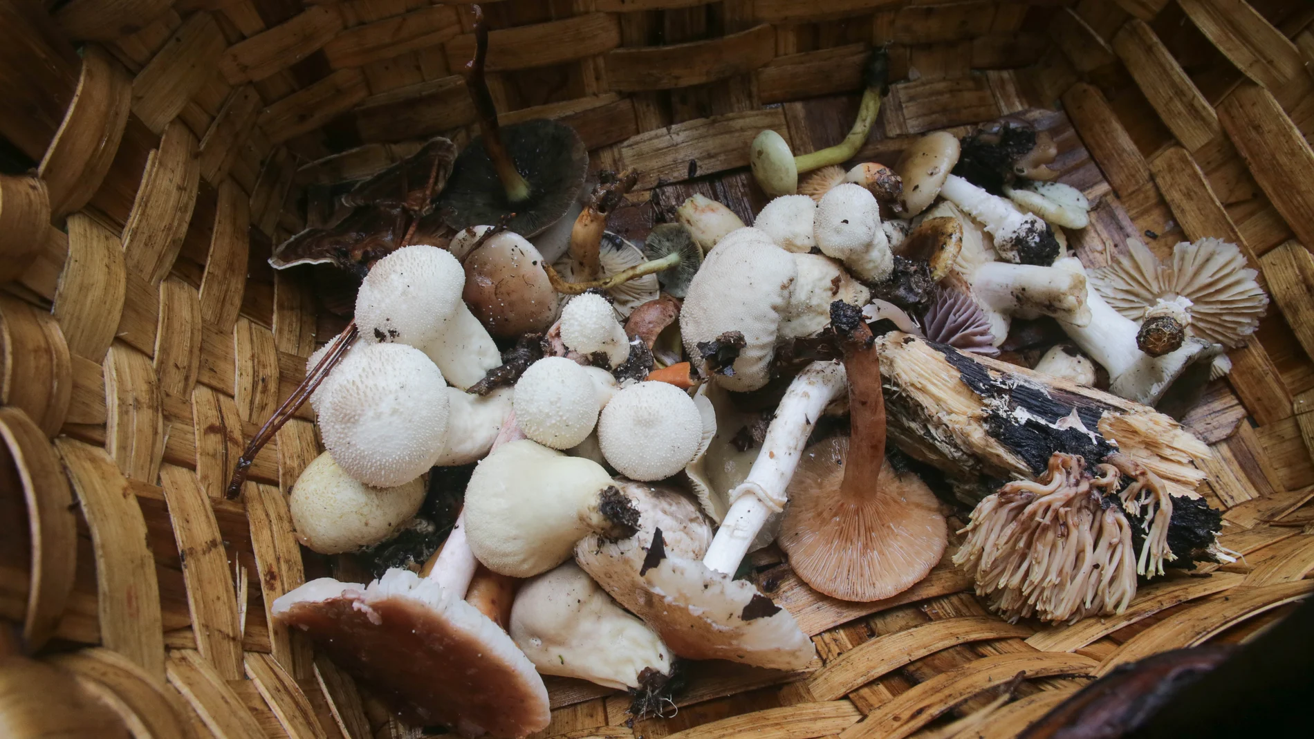 Cesta con setas recién cogidas en el Parque del Río Rato