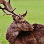 La carne de caza alcanza su esplendor durante esta época del año
