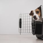 De acuerdo con las pruebas de choque de RACE, la forma más segura de llevar a nuestro perro en el coche es con un transportín | Fuente: Dreamstime