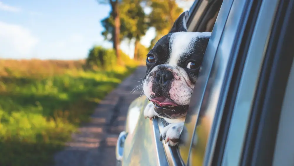 Perro asoma la cabeza por la ventanilla del coche | Fuente: Pexels / Pixabay