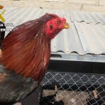 Uno de los gallos mutilados