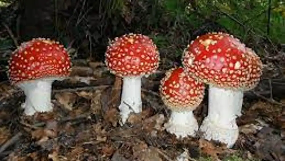 Setas venenosas