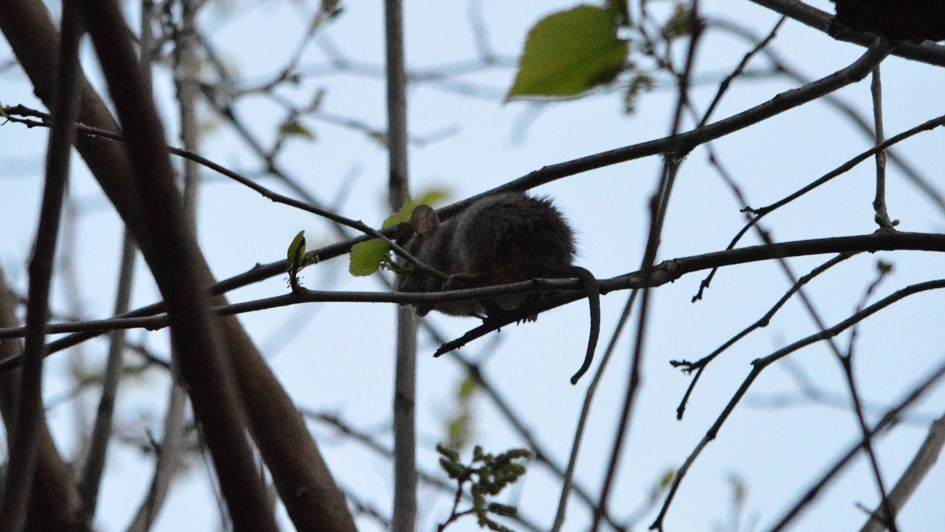 Una rata negra en un árbol de Hospitalet