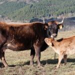Paso adelante en la conservación de la Raza Bovina Mantequera Leonesa