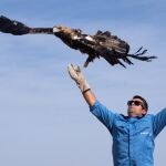 Liberada un águila imperial en Córdoba