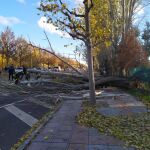 La caída de un árbol corta al tráfico en la avenida Ingeniero Sáenz de Miera de León