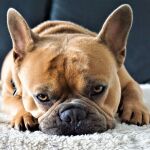 En Madrid, sólo un 7% de los propietarios de viviendas acepta animales