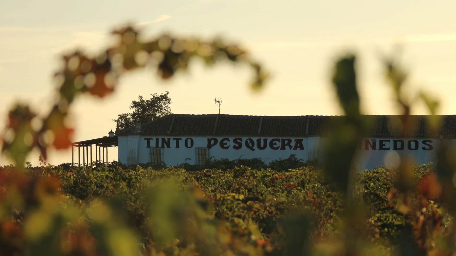Bodega Tinto Pesquera