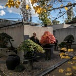 Desde su creación en 1995, Museo Bonsái Luis Vallejo es el único de España