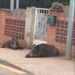 Dos jabalíes duermen a la puerta de un chale en Vilamarxant (Valencia)