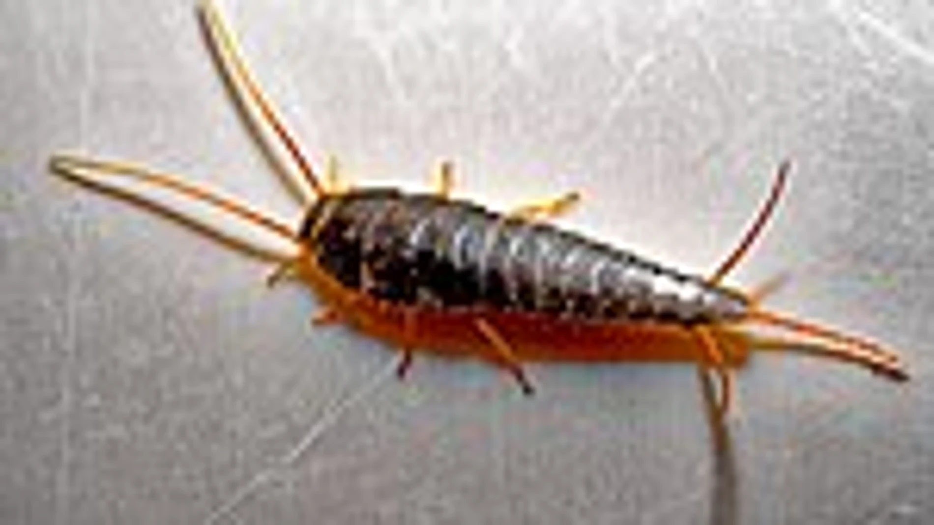 Un pececillo de plata (Lepisma saccharina)