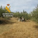 Los burros estaban en un olivar a la intemperie