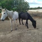 Yeguas rescatadas de la perrera ilegal en Chiclana