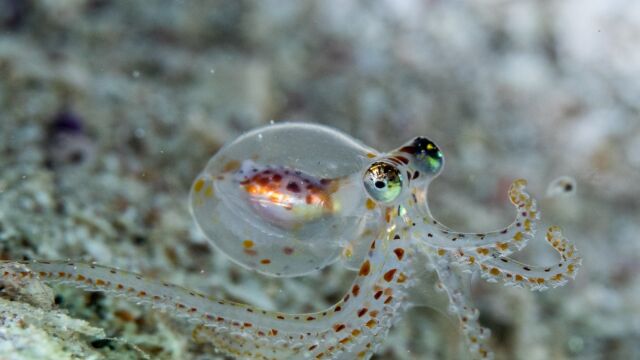 Larva de pulpo