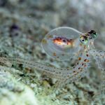 Larva de pulpo
