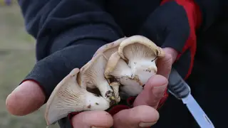 Un hombre recoge setas de cargo en la provincia de Palencia Un hombre recoge setas de cargo en la provincia de Palencia
