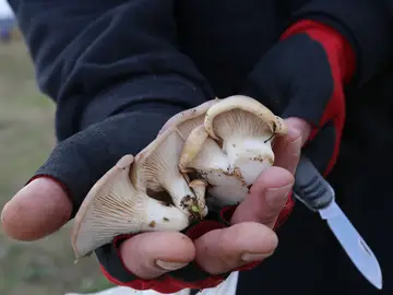 Un hombre recoge setas de cargo en la provincia de Palencia Un hombre recoge setas de cargo en la provincia de Palencia