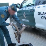 Fotografía facilitada por la Guardia Civil que investiga a dos jóvenes de 21 años acusados de un delito contra la flora y la fauna por cazar de manera furtiva un ejemplar de cabra montés en un coto privado de Puebla de Don Fadrique (Granada). EFE/Guardia Civil