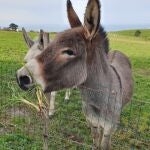 Ejemplares de burros. EUROPA PRESS