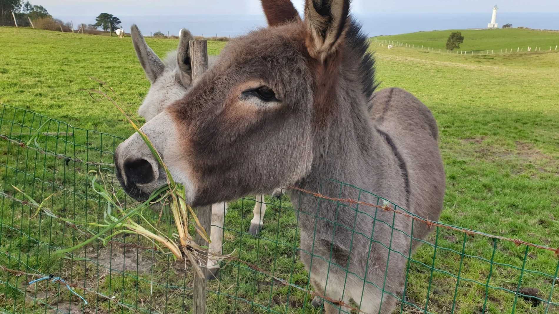 Ejemplares de burros. EUROPA PRESS