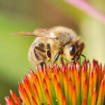 Un enjambre de abejas produce la misma electricidad que una nube de tormenta