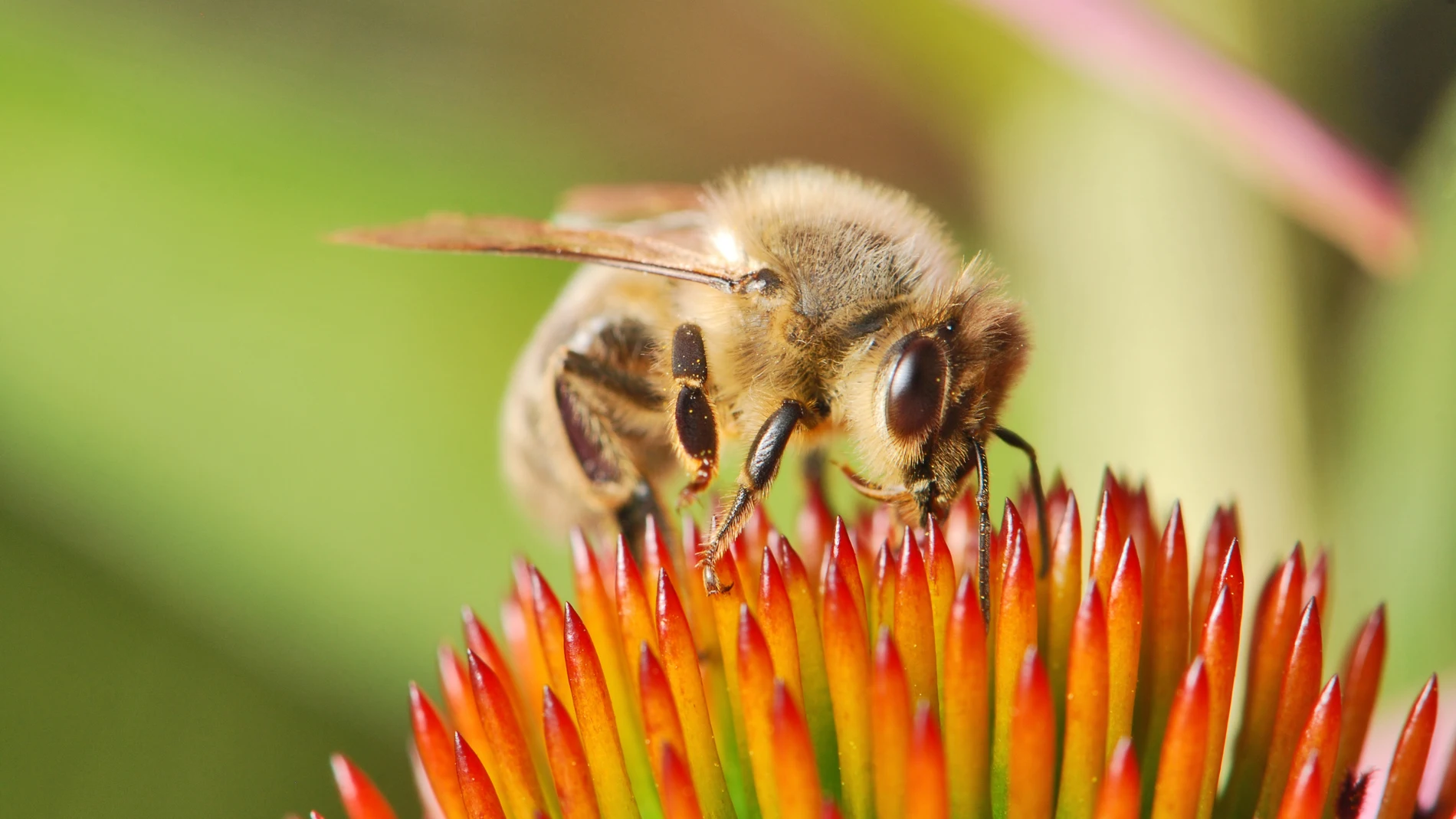 Una abeja posada sobre una flor