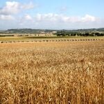 Campo de cultivo