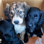 Los cachorros rescatados
