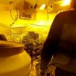 Operación de la Guardia Civil en la provincia de Sevilla contra el cultivo de marihuana. GUARDIA CIVIL