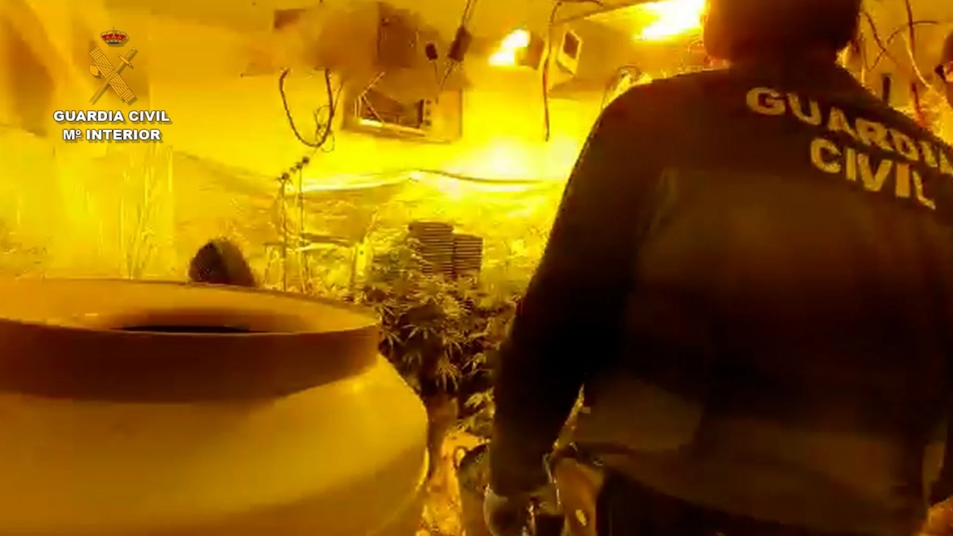 Operación de la Guardia Civil en la provincia de Sevilla contra el cultivo de marihuana. GUARDIA CIVIL
